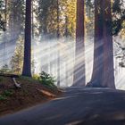 Lichtstimmung im Sequoia National Park