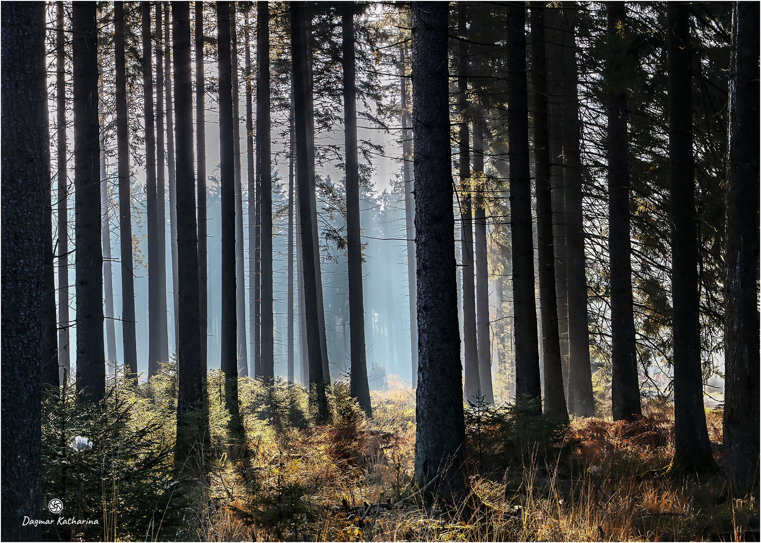 Lichtstimmung im Wald