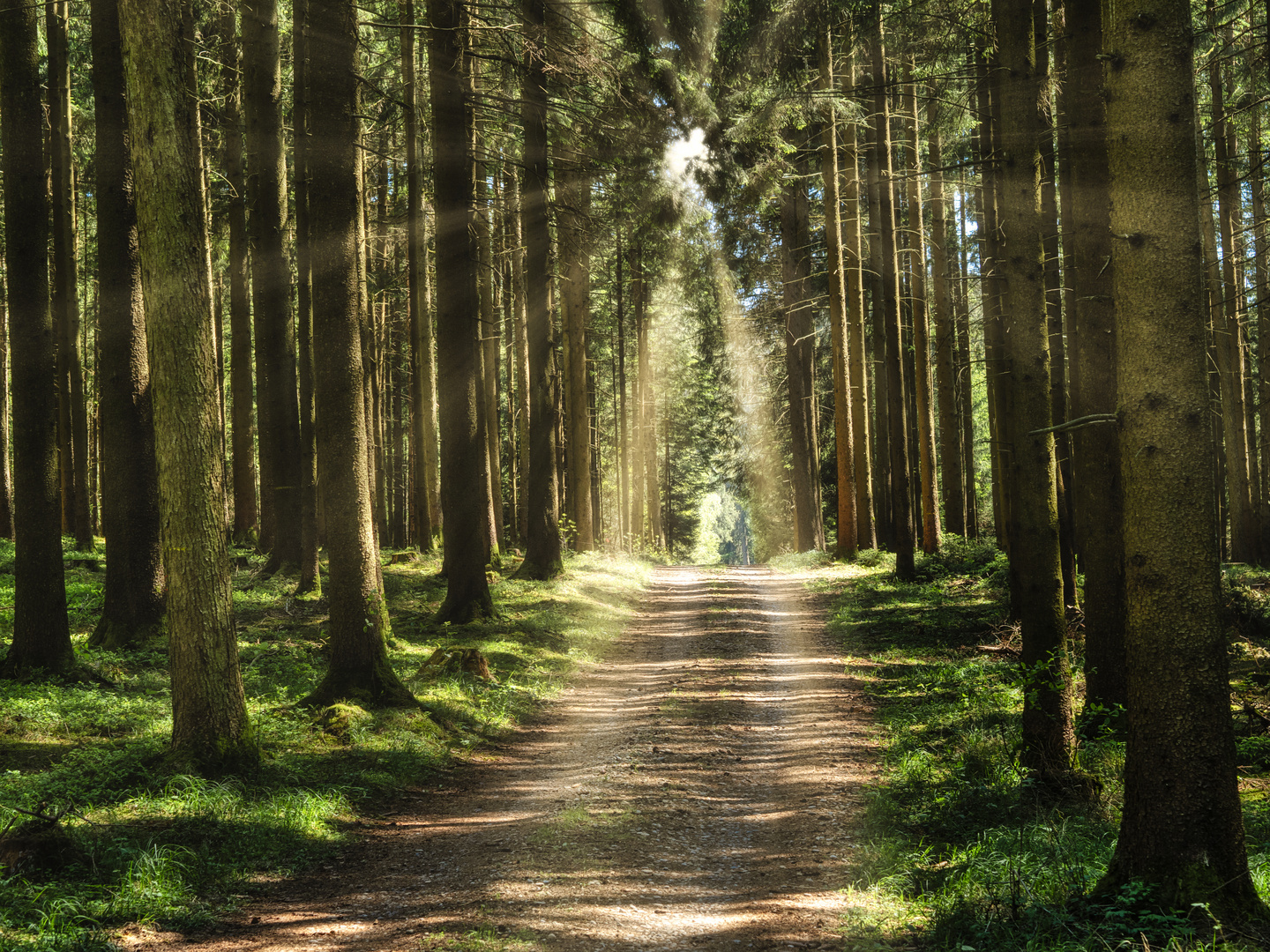 Lichtstimmung im Wald 1