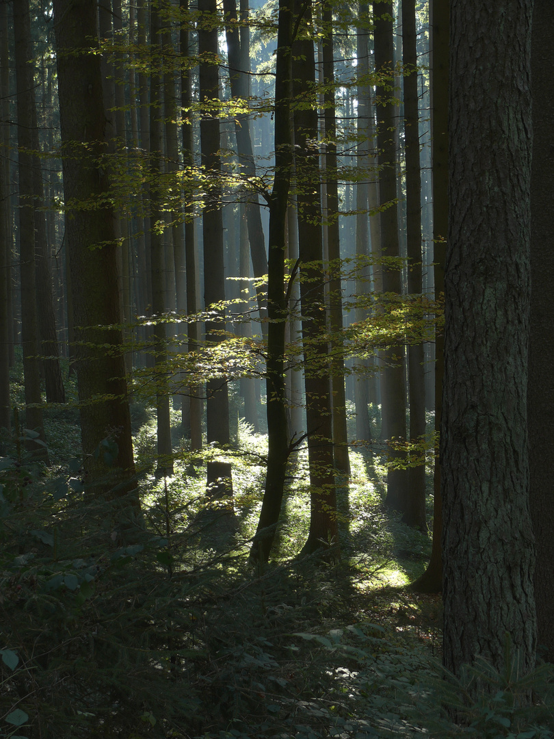 Lichtstimmung im Wald