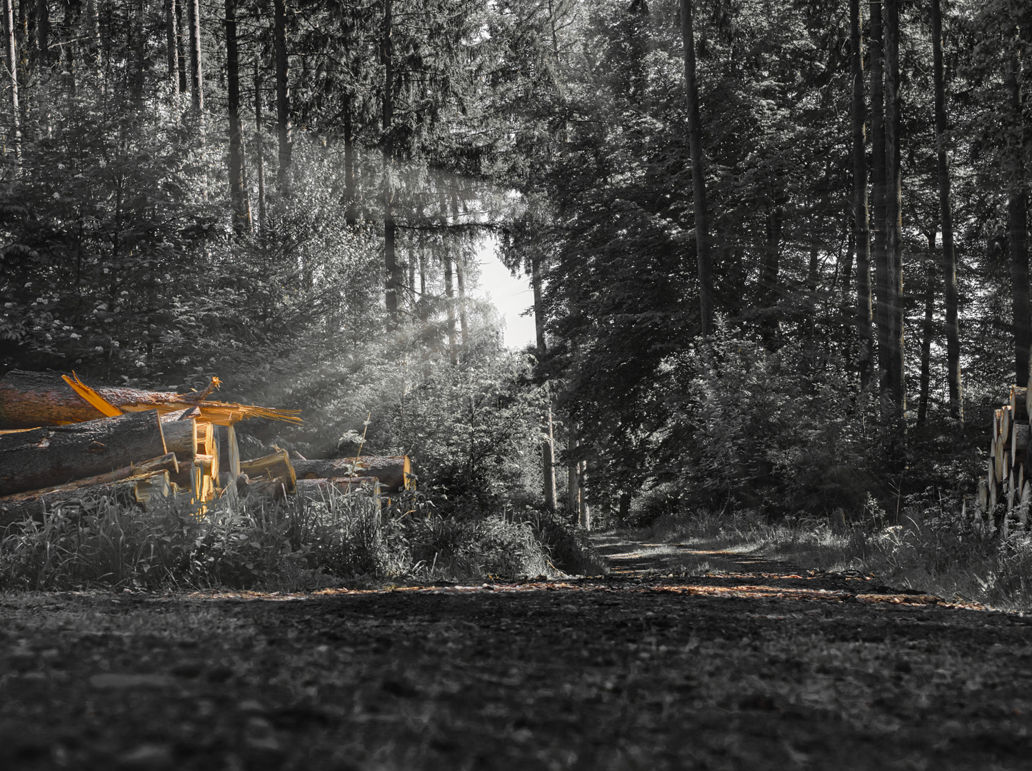 Lichtstimmung im Wald 2