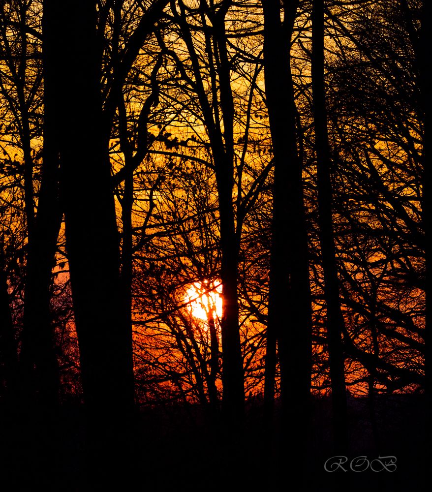 Lichtstimmung im Wald-20190331-28121