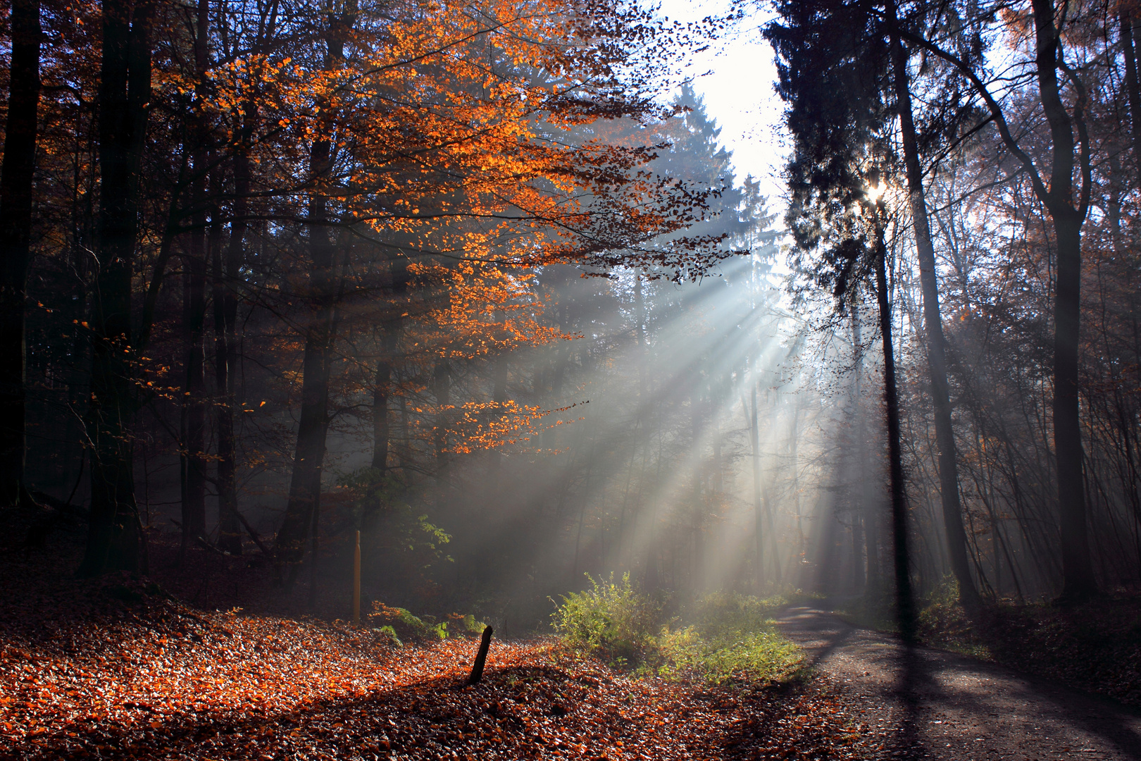 Lichtstimmung im Wald