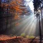 Lichtstimmung im Wald