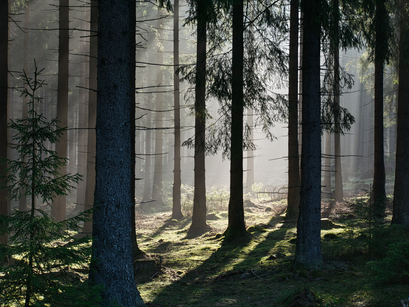 Lichtstimmung im Wald