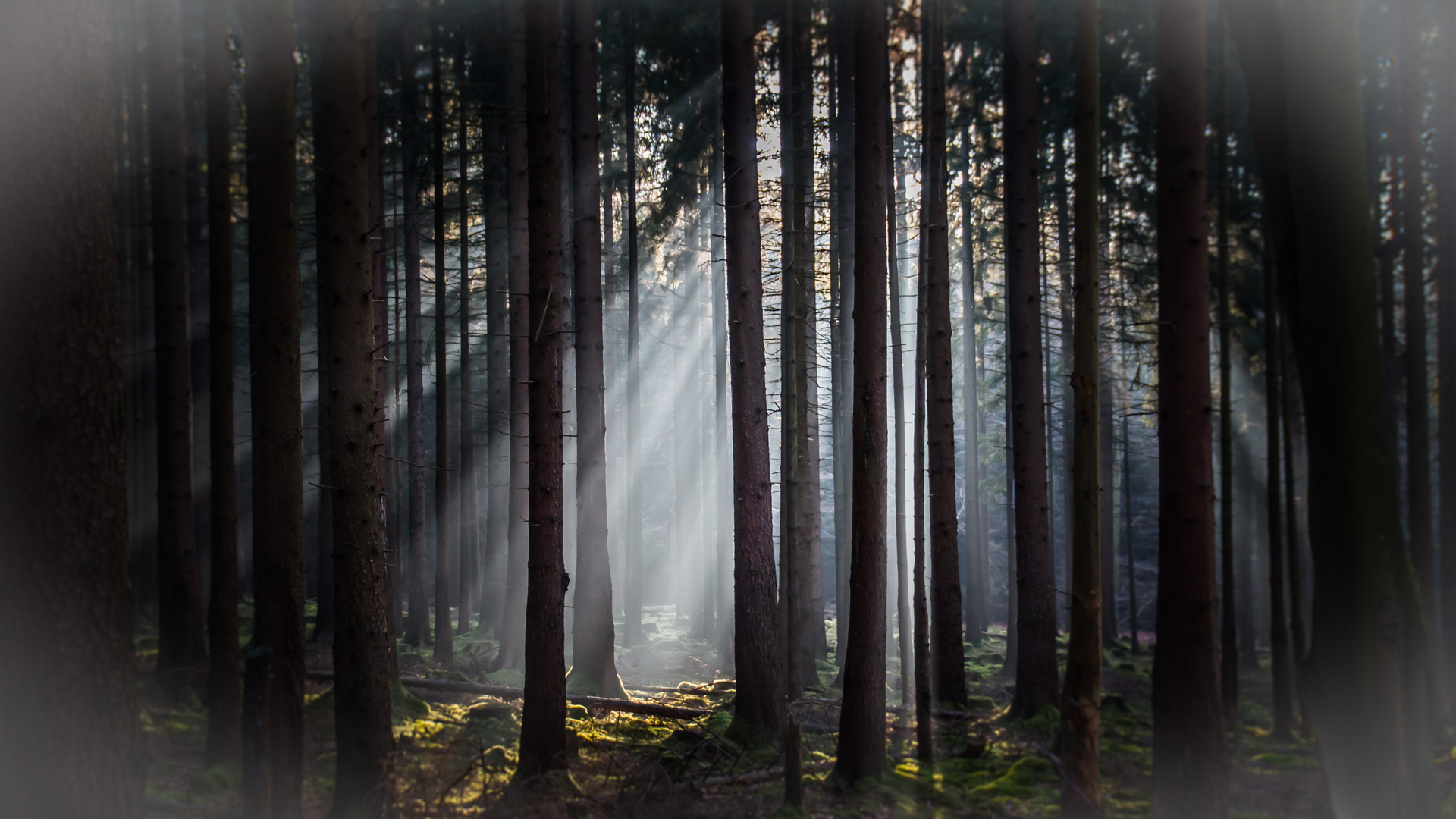 Lichtstimmung im Wald