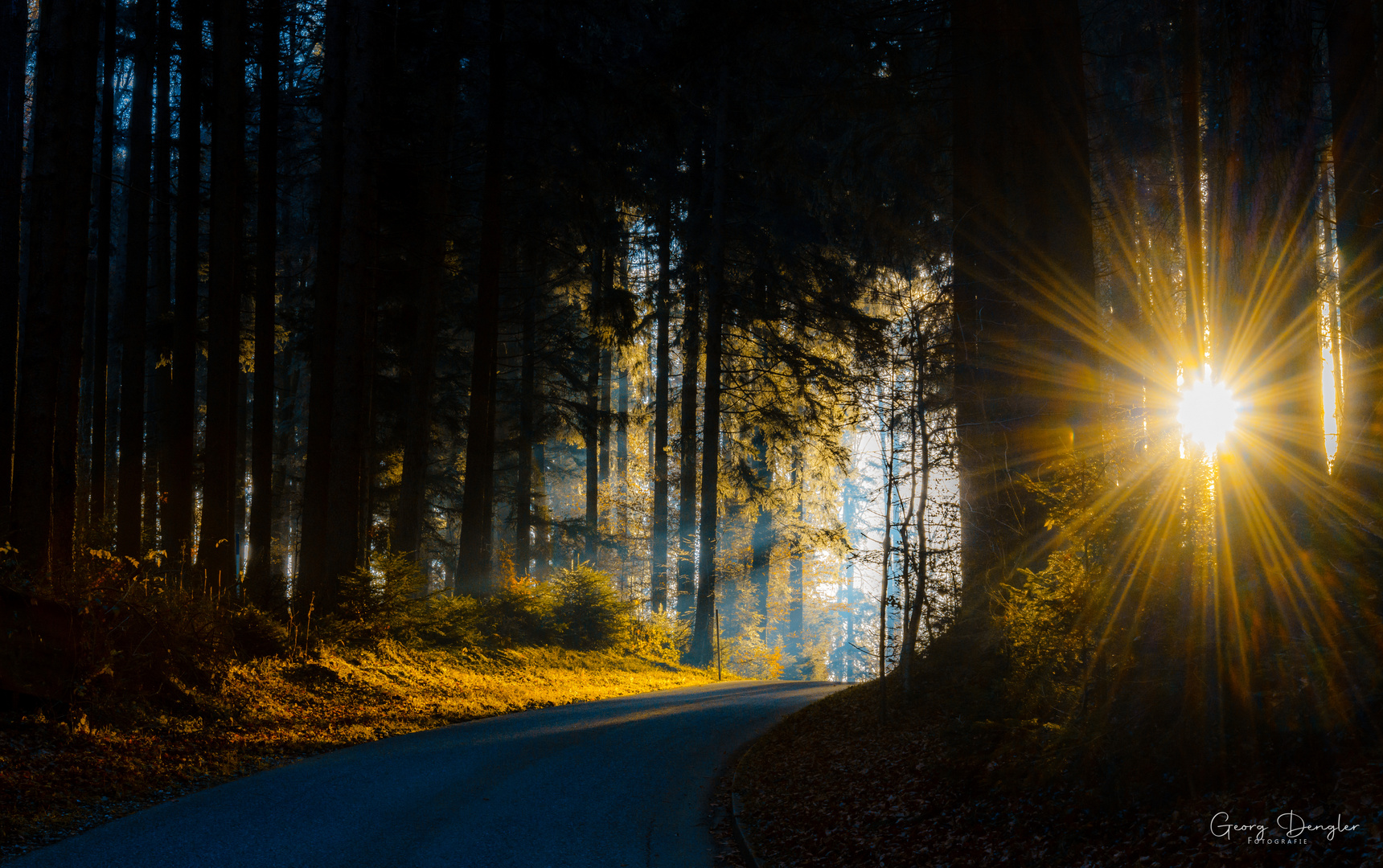 Lichtstimmung im Wald