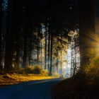 Lichtstimmung im Wald