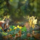 Lichtstimmung im Wald