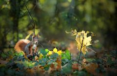 Lichtstimmung im Wald