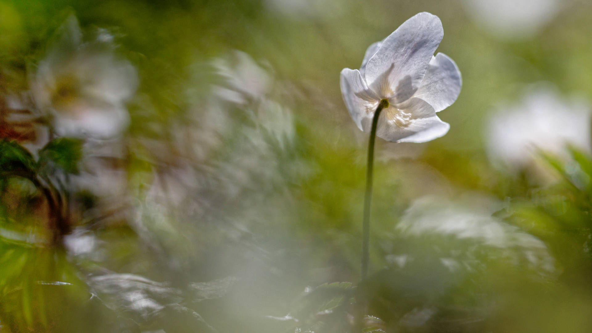 Lichtstimmung im Wald