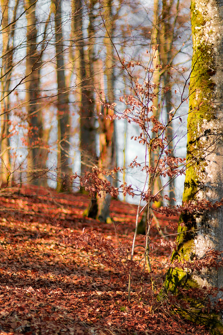 Lichtstimmung im Wald