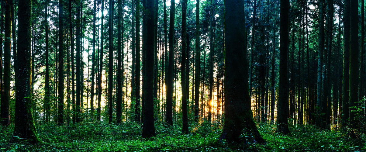 Lichtstimmung im Wald