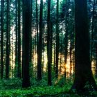 Lichtstimmung im Wald