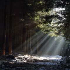 Lichtstimmung im Wald