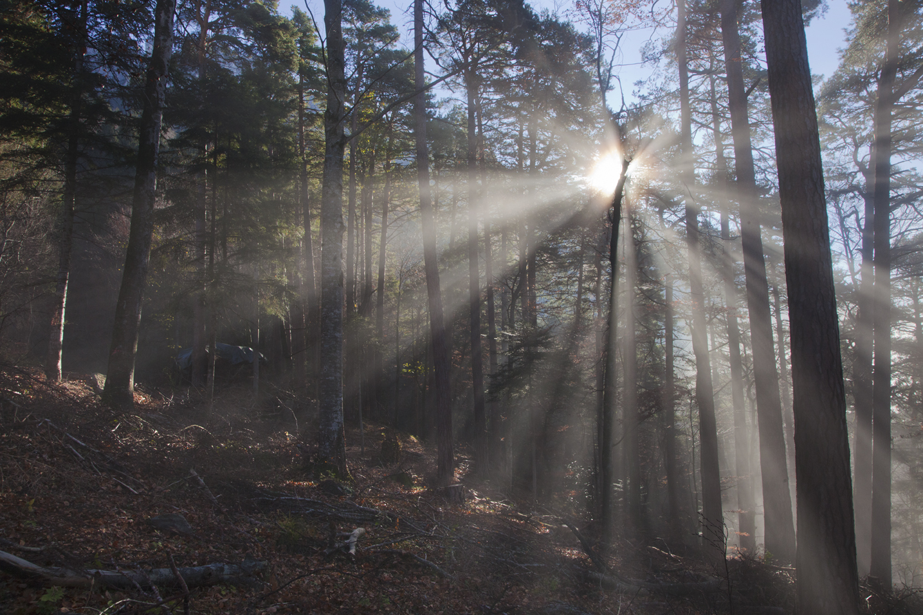 Lichtstimmung im Wald