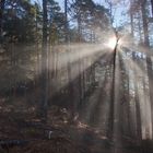 Lichtstimmung im Wald