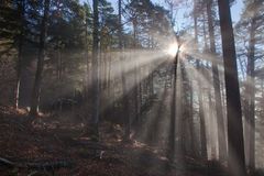 Lichtstimmung im Wald