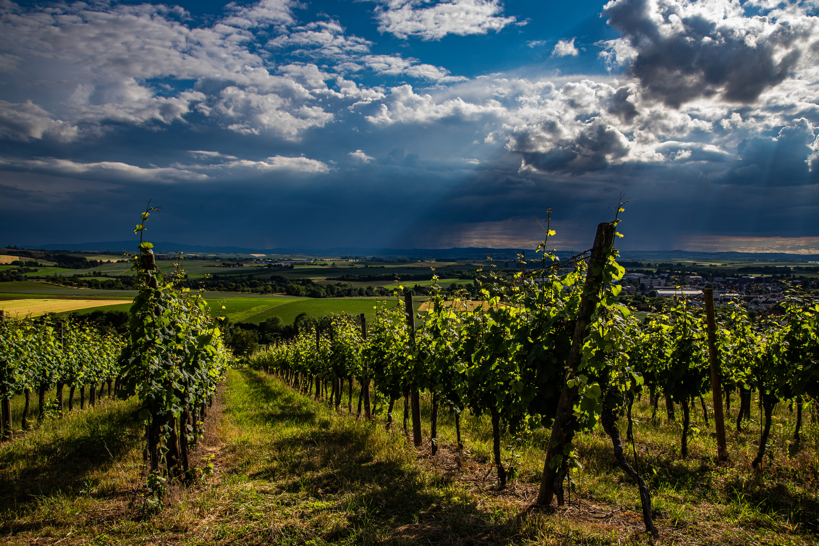 Lichtstimmung im Weinberg