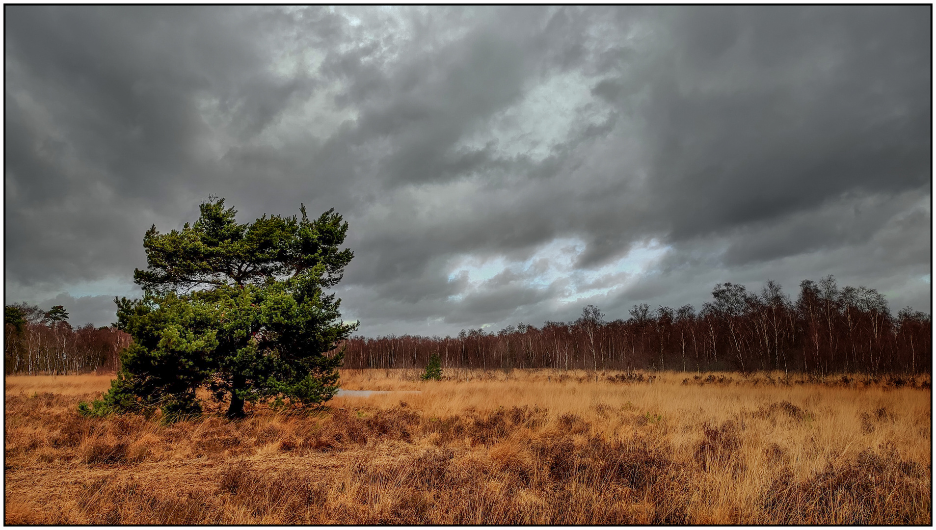 Lichtstimmung in der Heide