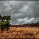 Lichtstimmung in der Heide