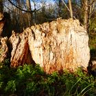 Lichtstimmung in Holz