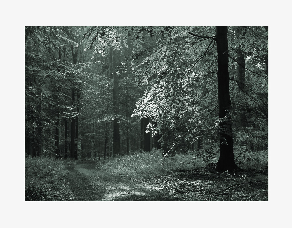 Lichtstimmung in meinem Wald