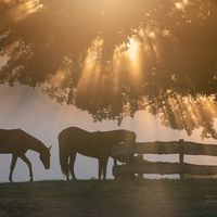 Lichtstimmung-Münsterland