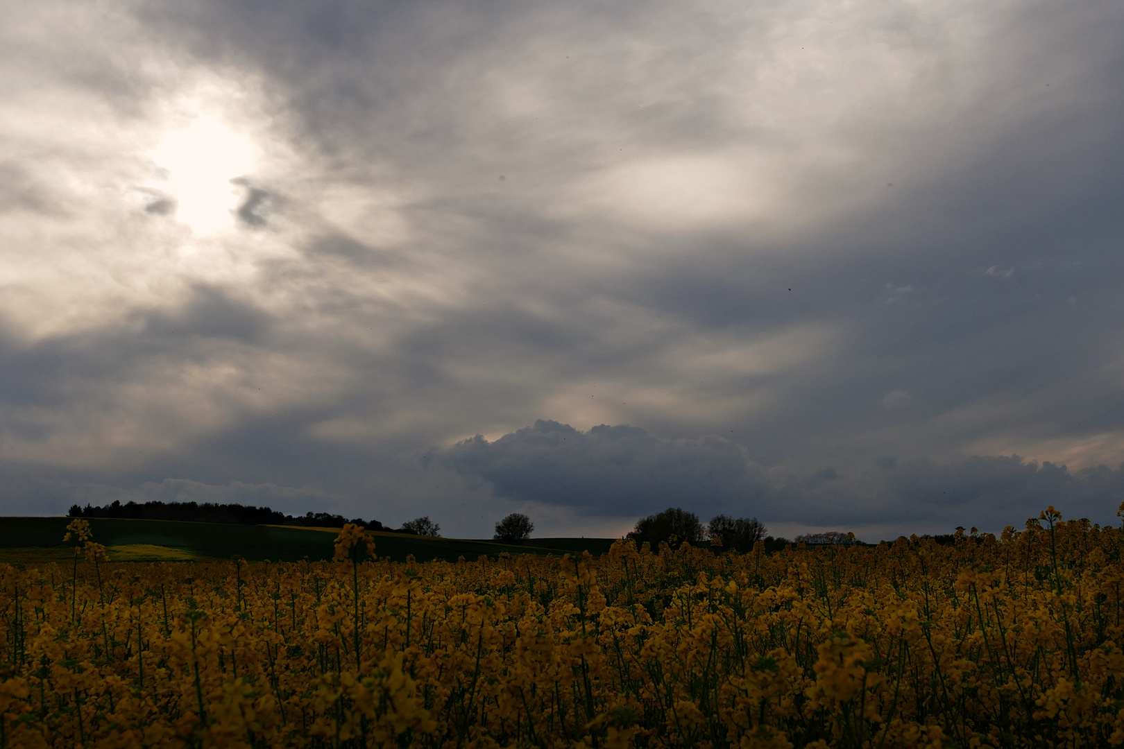 Lichtstimmung über Rapsfeld