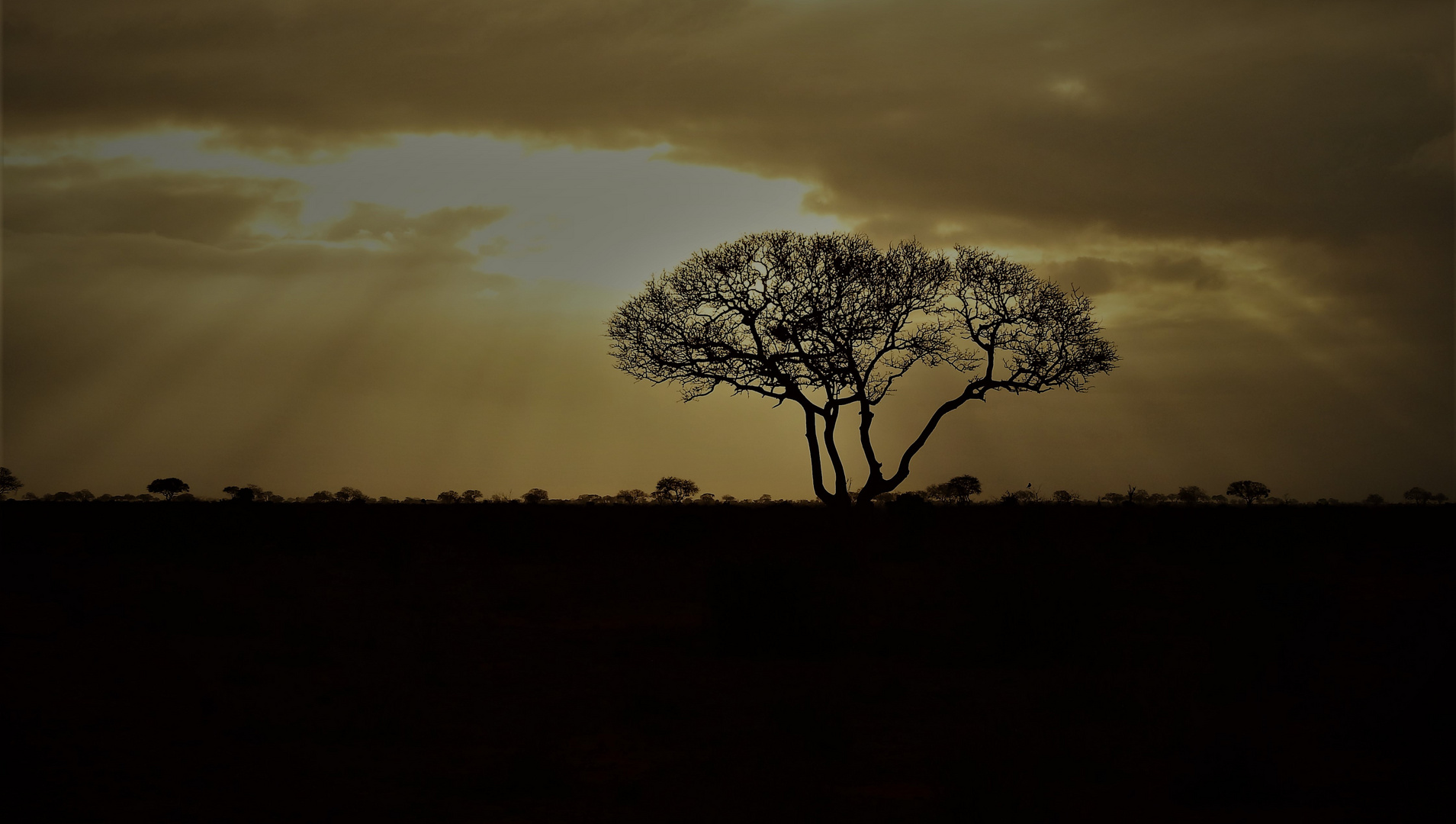 Lichtstimmung über Tsavo Ost