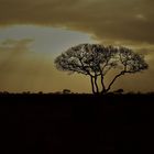 Lichtstimmung über Tsavo Ost