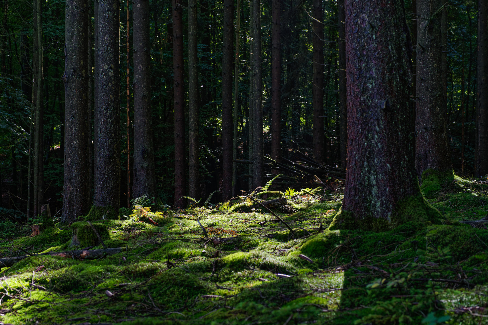 Lichtstimmungen im Fichtenwald  (2)