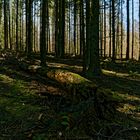 Lichtstimmungen im Fichtenwald