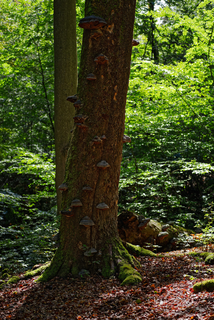 Lichtstimmungen im Wald