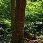 Lichtstimmungen im Wald