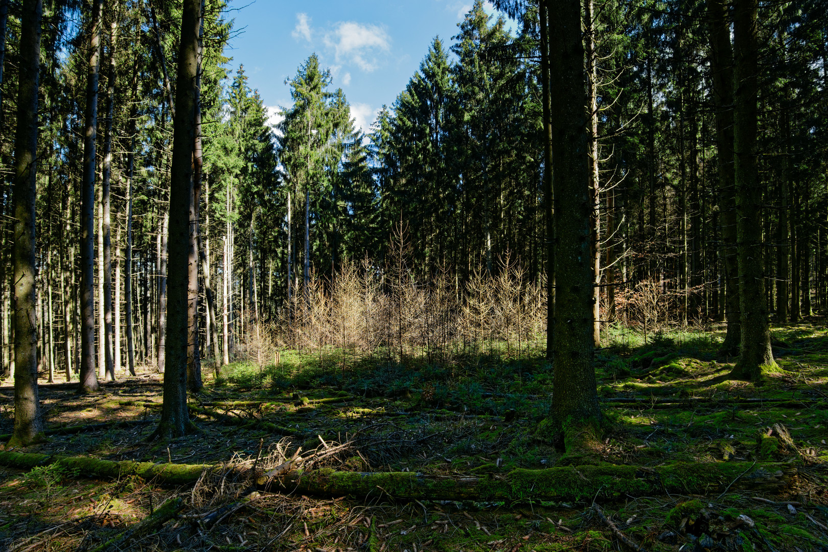 Lichtstimmungen im Wald