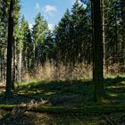 Lichtstimmungen im Wald