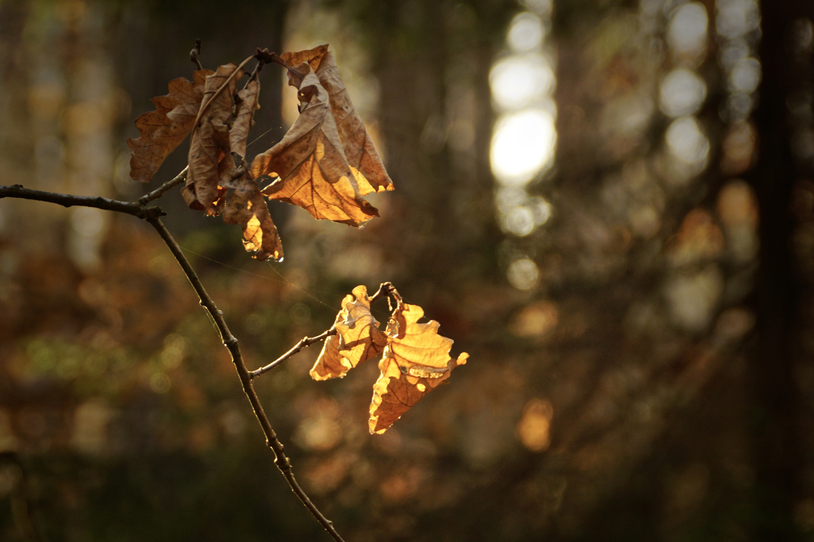 Lichtstrahl 