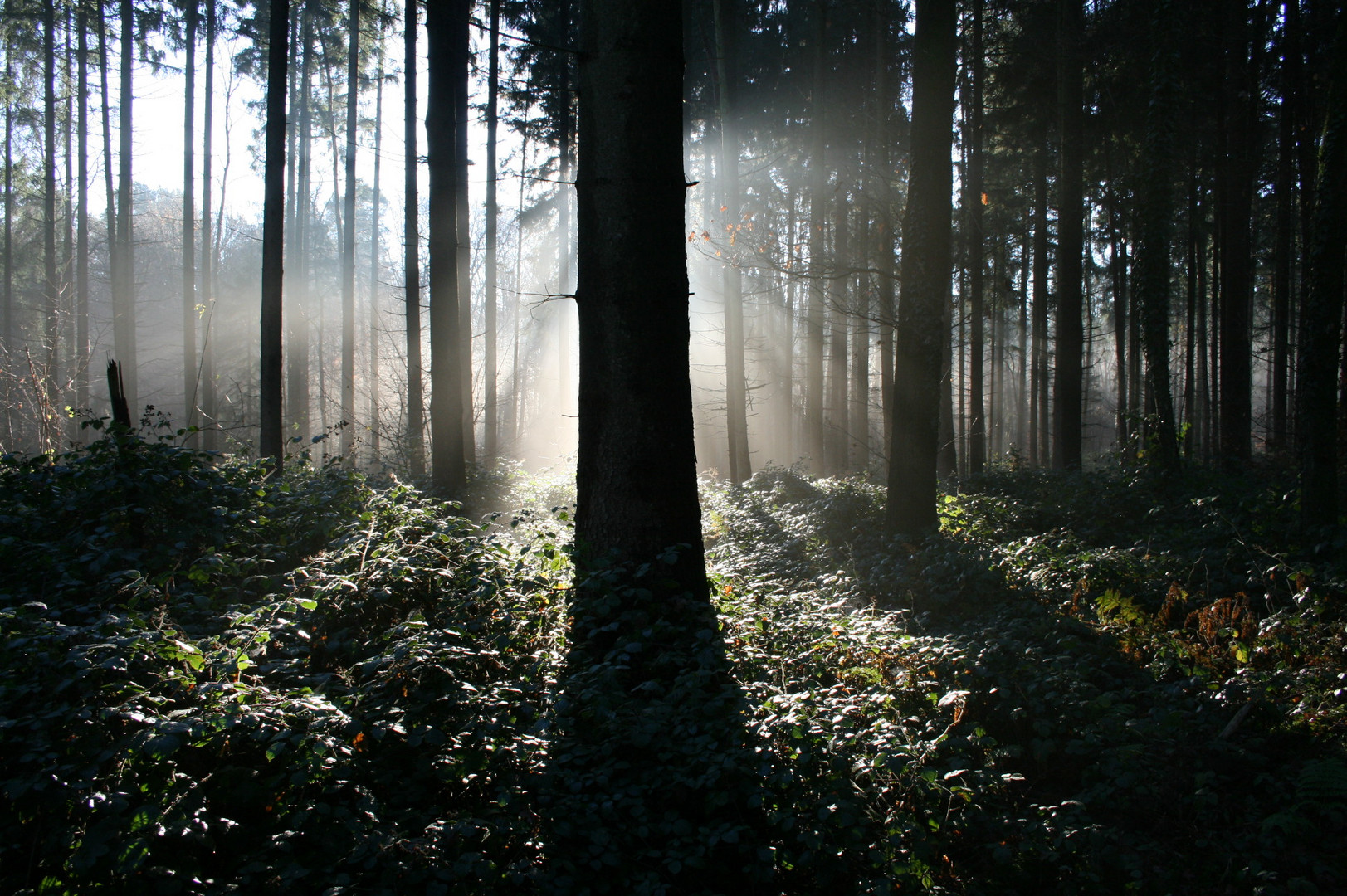 Lichtstrahl im Dunkel