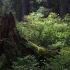 Lichtstrahl im Urwald von Rauris