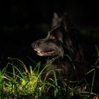 Lichtstrahl im Wald