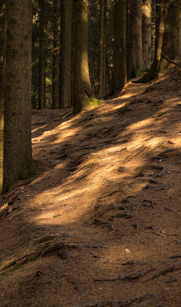 Lichtstrahl im Wald