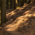 Lichtstrahl im Wald