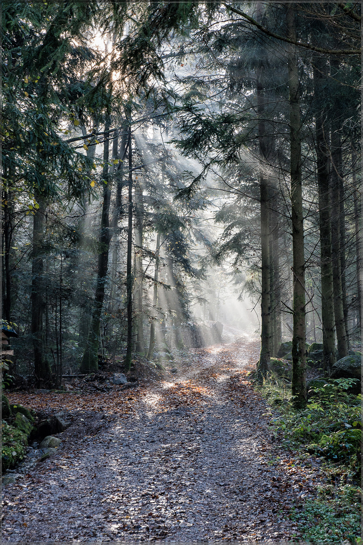 Lichtstrahlen durch den Nebel.