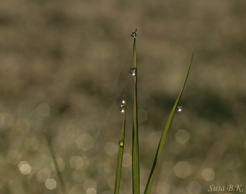 Lichtstrahlen im Morgentau