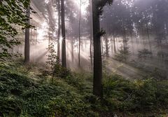 **LICHTSTRAHLEN IM NEBEL**