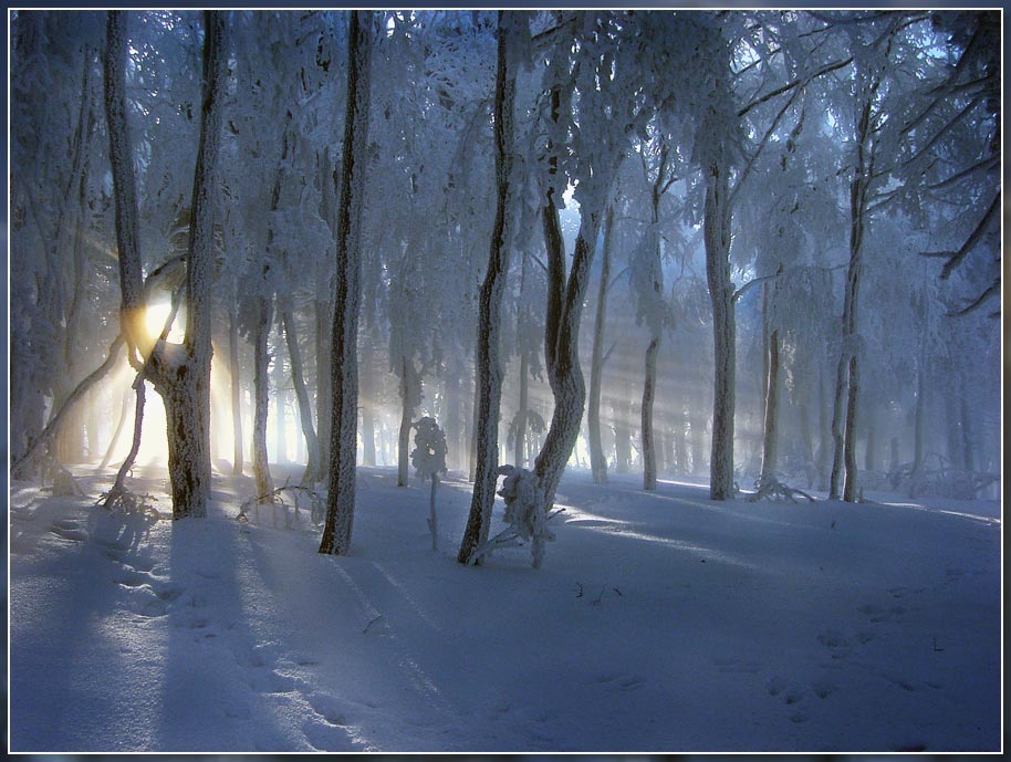 Lichtstrahlen im Rauhreif-Winterwald