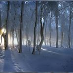 Lichtstrahlen im Rauhreif-Winterwald