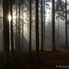 Lichtstrahlen im Wald (1)