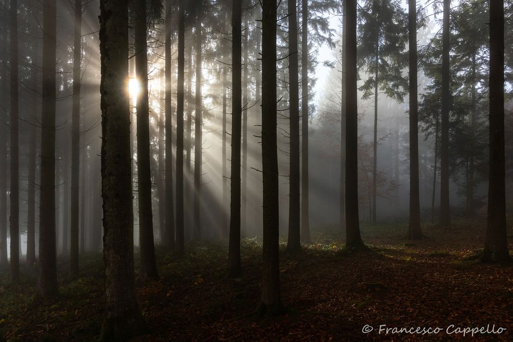 Lichtstrahlen im Wald (1)